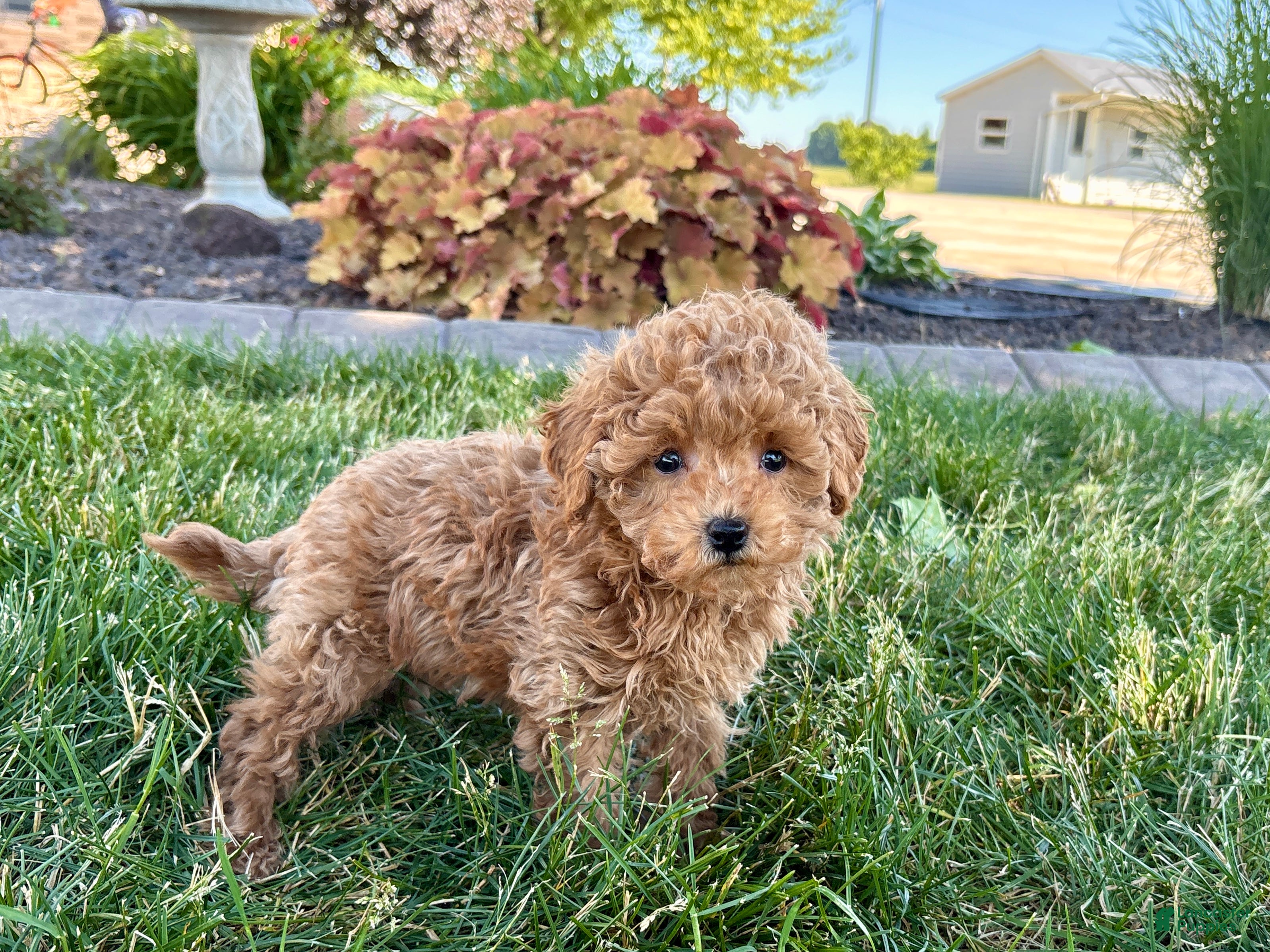 Maltipoo dogs for sale: Ada - Ad 8