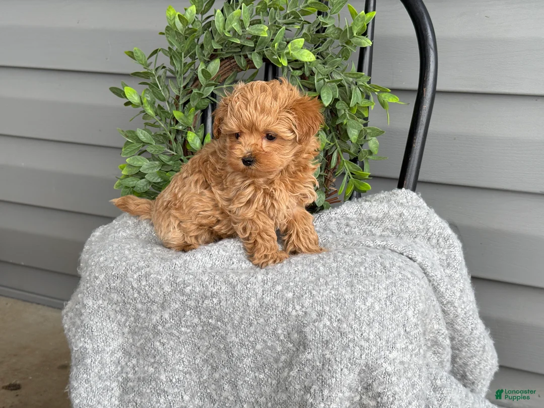Maltipoo dogs for sale: Teacup - Ad 7