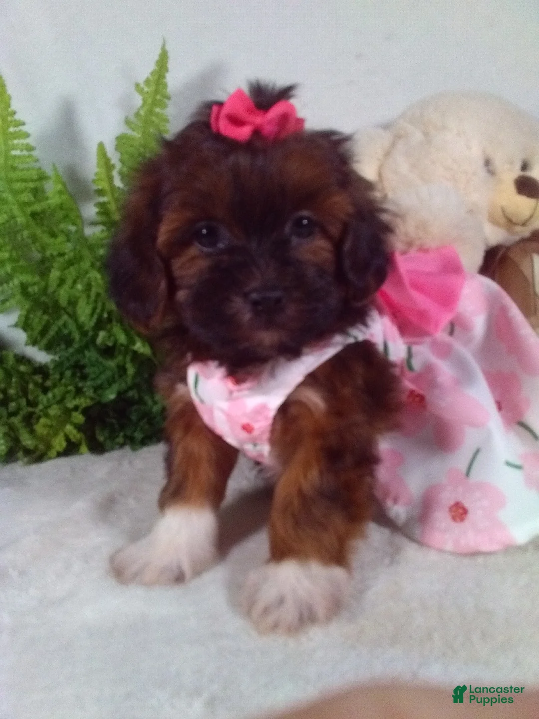 Shihpoo dogs for sale: Honey - Ad 1