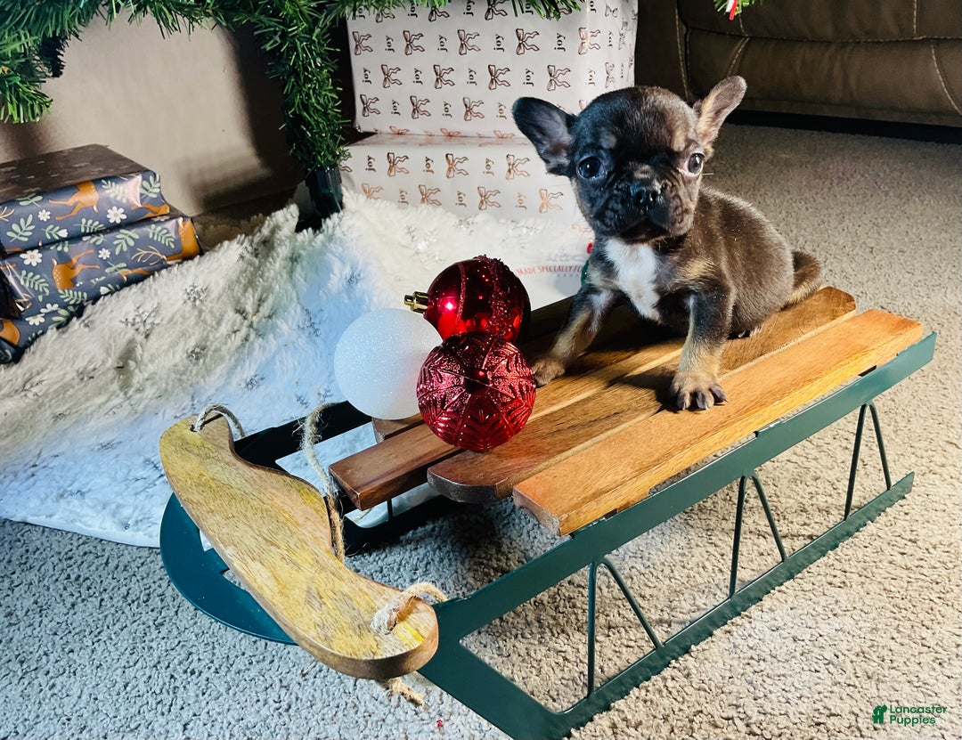 French Bulldog dogs for sale: Mia - Ad 5