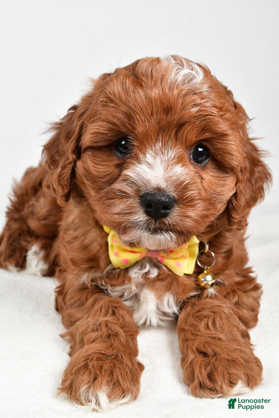 Cavapoo dogs for sale: Joey - Ad 2