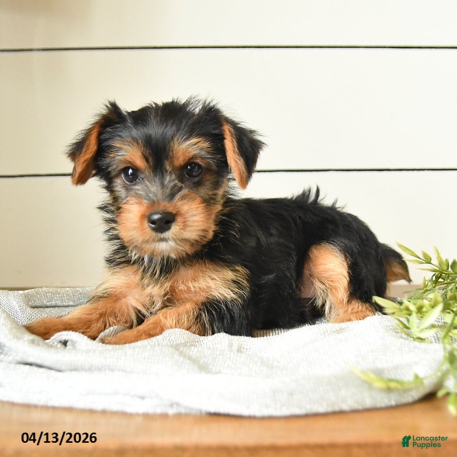Yorkshire Terrier dogs Ivan - Ad 2