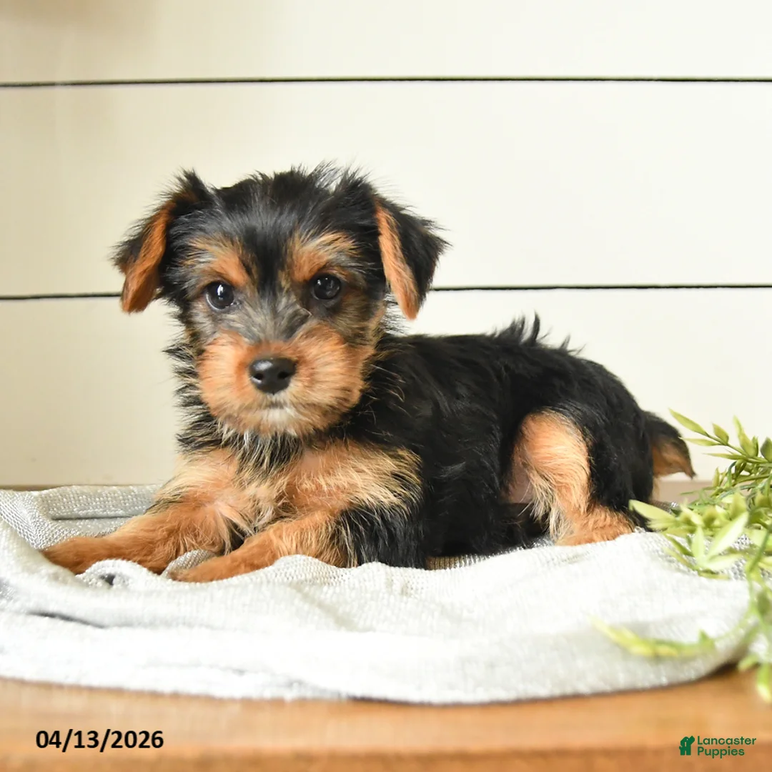Yorkshire Terrier dogs for sale: Ivan - Ad 2