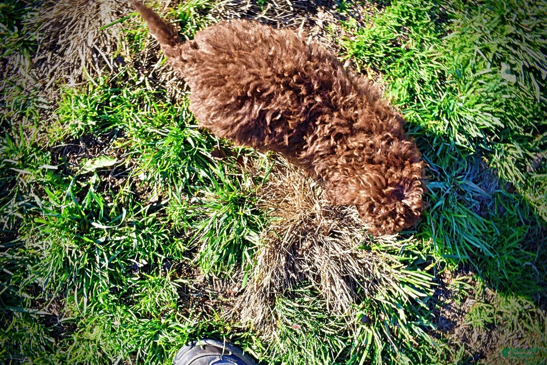 Havapoo dogs for sale: Scooby - Ad 7