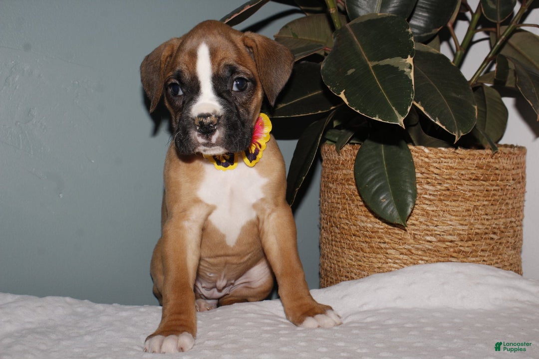 Boxer dogs for sale: Boxer Puppy 2 - Ad 4