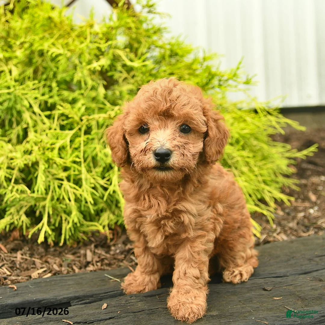 Toy Poodle dogs for sale: Ace  - Ad 2