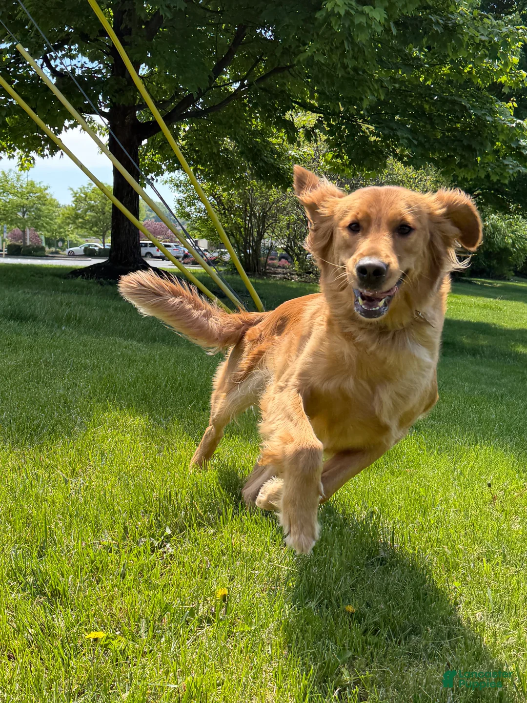 Mini Goldendoodle dogs for sale: Orange male, Merle Goldendoodle 7 - Ad 7