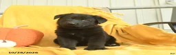 German Shepherd dogs for sale: Jezebel  - Ad 5