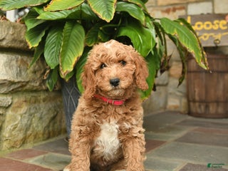 Mini Goldendoodle dogs - Ad 40