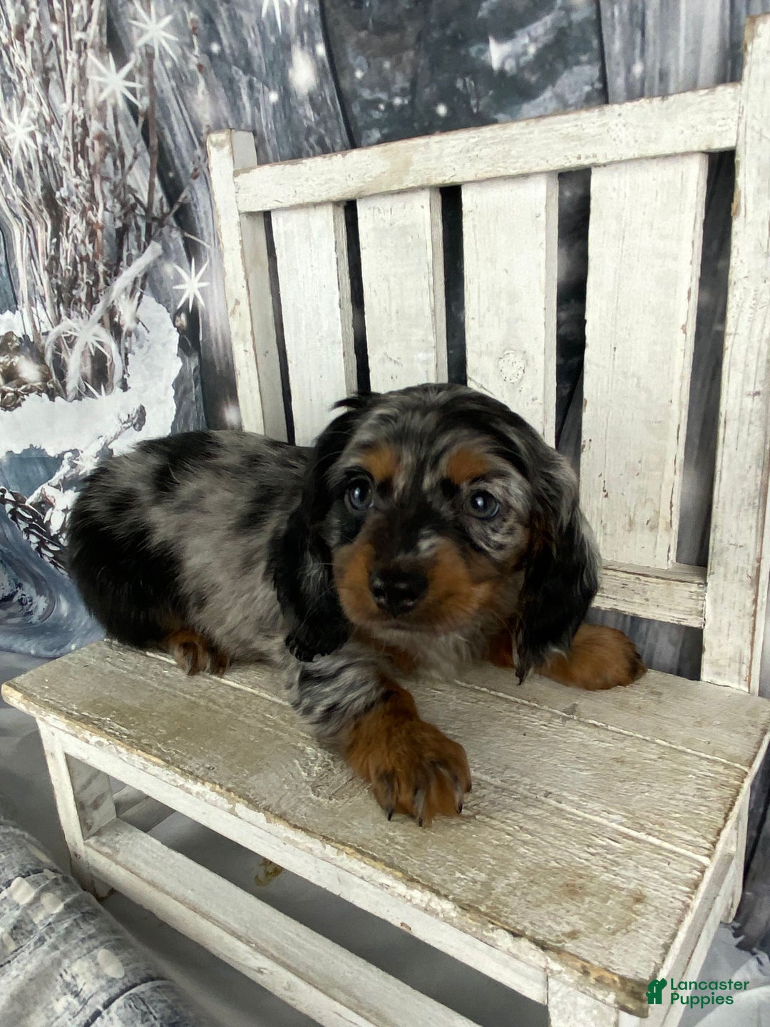 Miniature Dachshund dogs for sale: Marlow - Ad 6