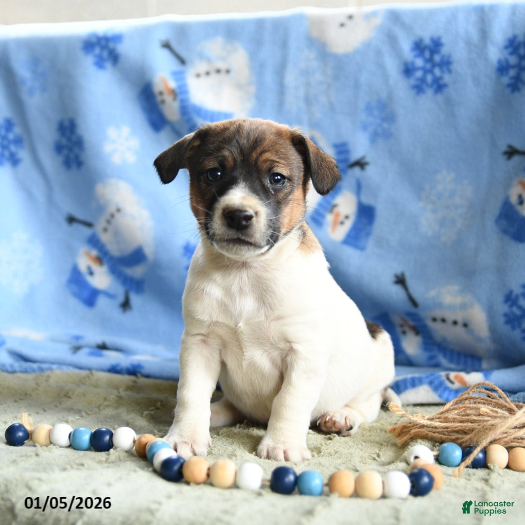 Jack Russell Terrier dogs for sale: Porkchop - Ad 2