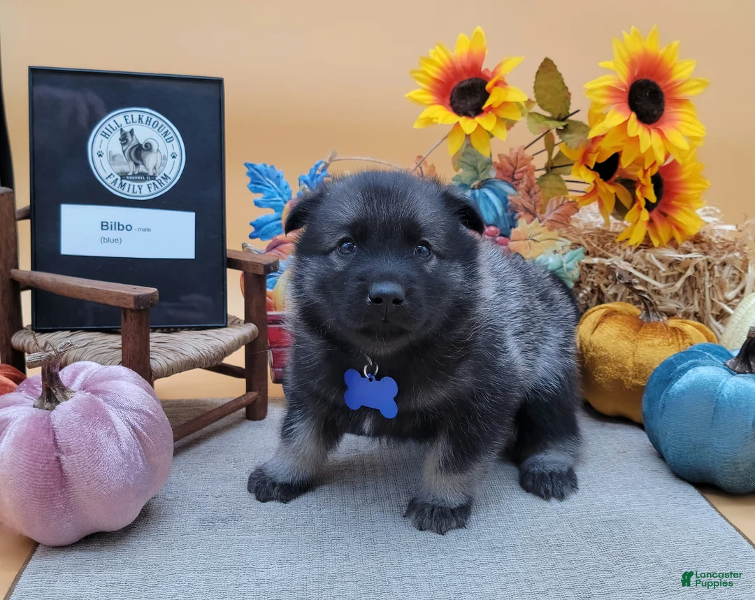 Norwegian Elkhound dogs for sale: Bilbo - Ad 1