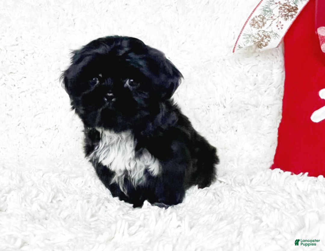 Shih Tzu dogs for sale: Lennox - Ad 2