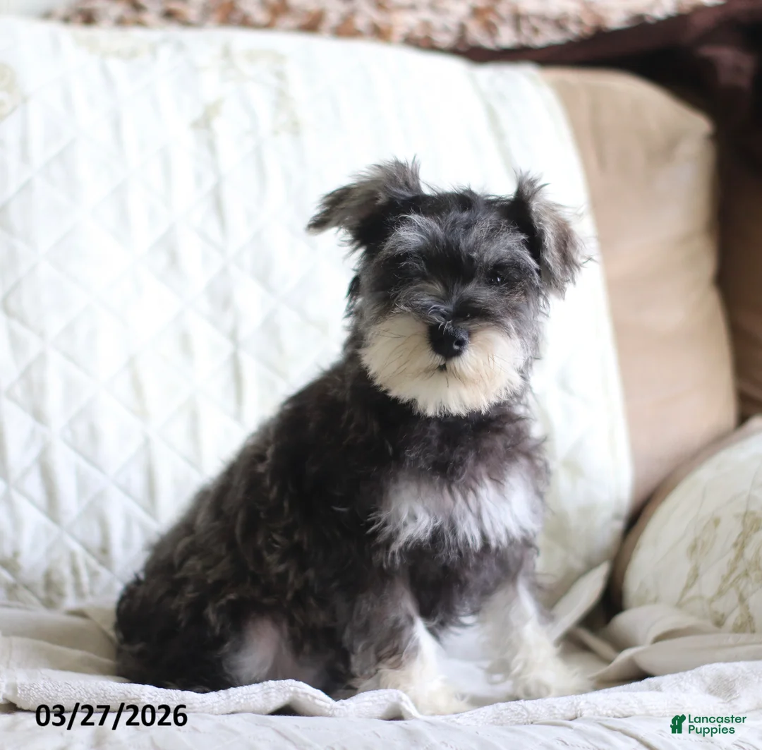 Miniature Schnauzer dogs for sale: Shannon - Ad 1