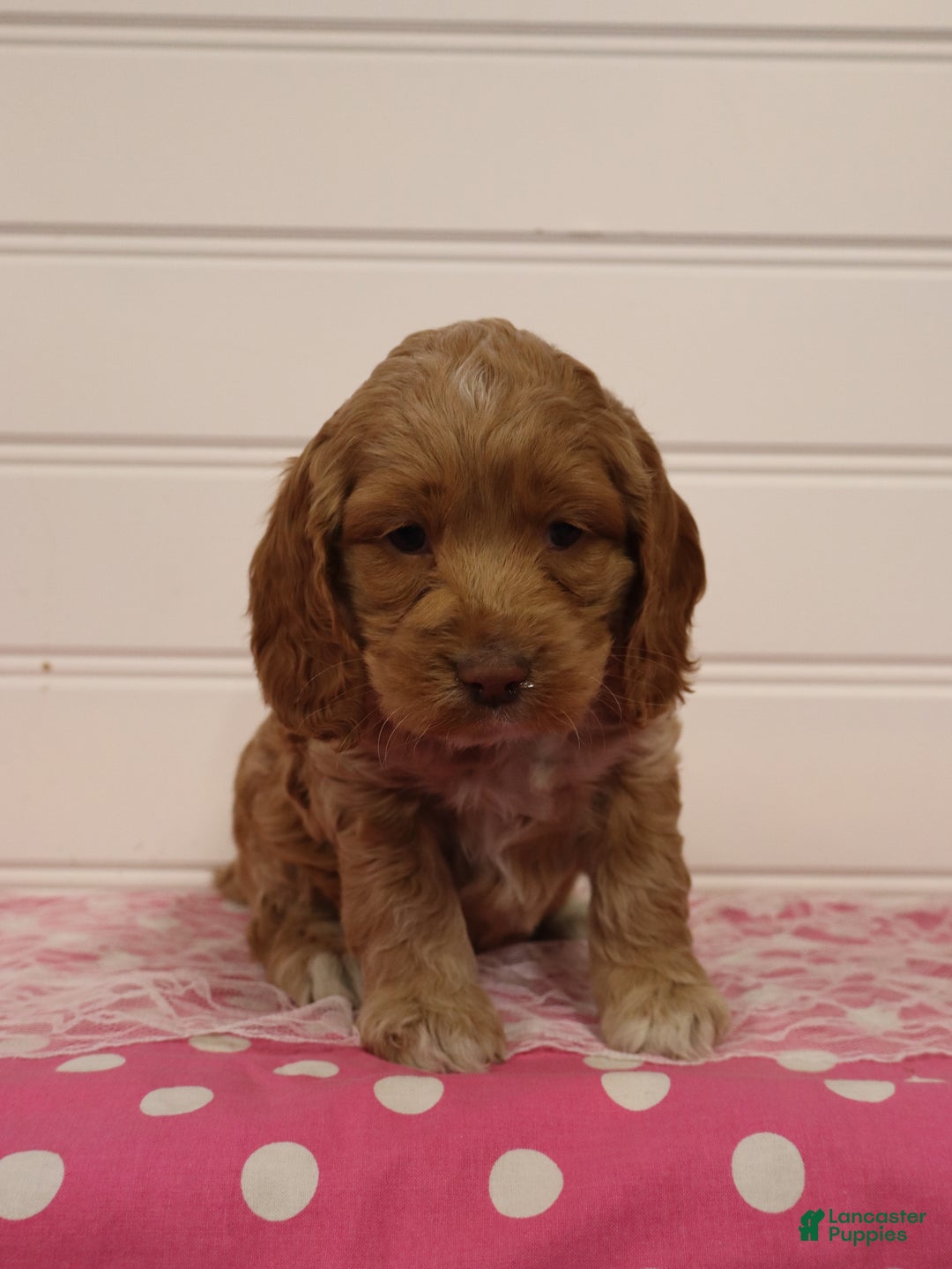 Cockapoo dogs for sale: Willow - Ad 2