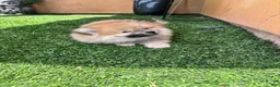 Mixed Breed dogs for sale: Mixed Breed 1 - Ad 3