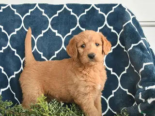 Labradoodle dogs for sale: Lizzy - Ad 3