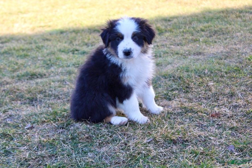 Australian Shepherd dogs Lucy - Ad 2