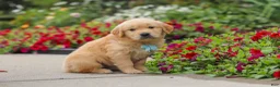 Golden Retriever dogs for sale: Banjo - Ad 5