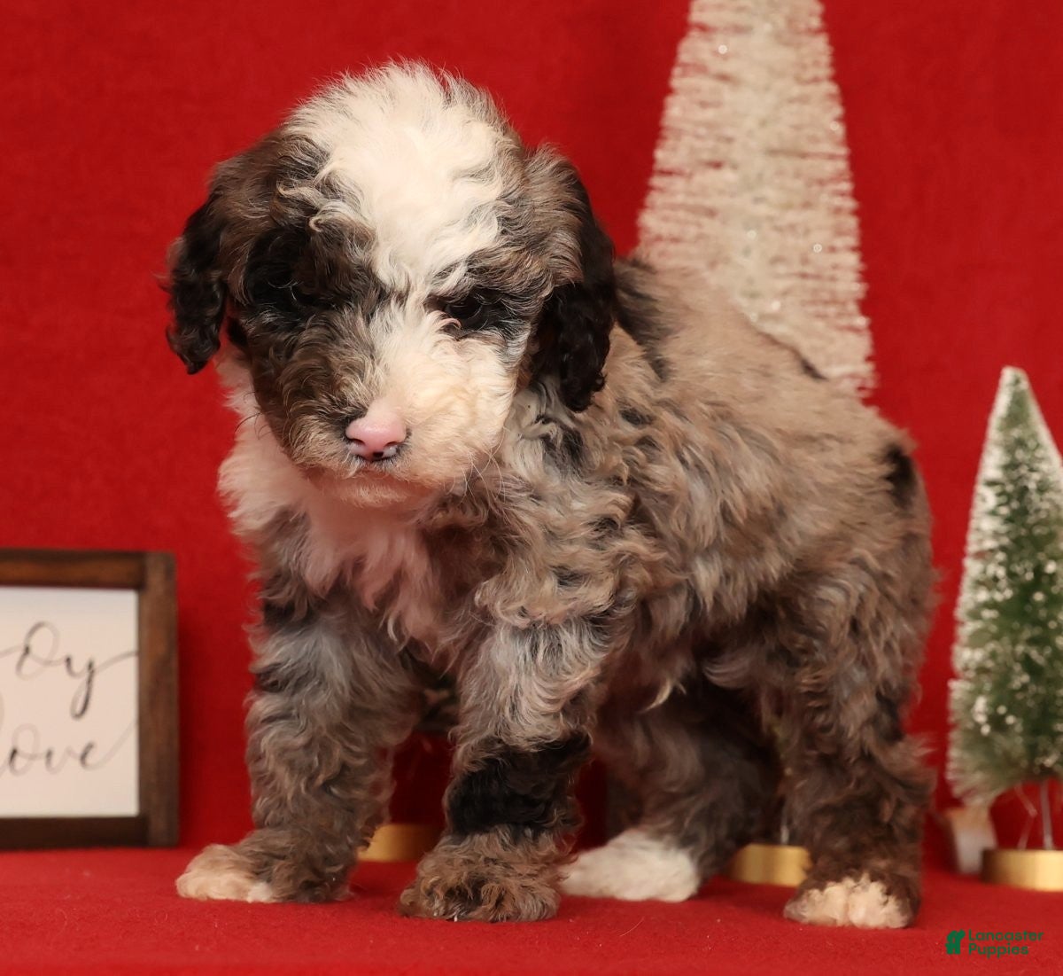 Miniature Poodle dogs Jasper - Ad 15