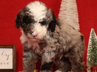 Miniature Poodle dogs Jasper - Ad 33
