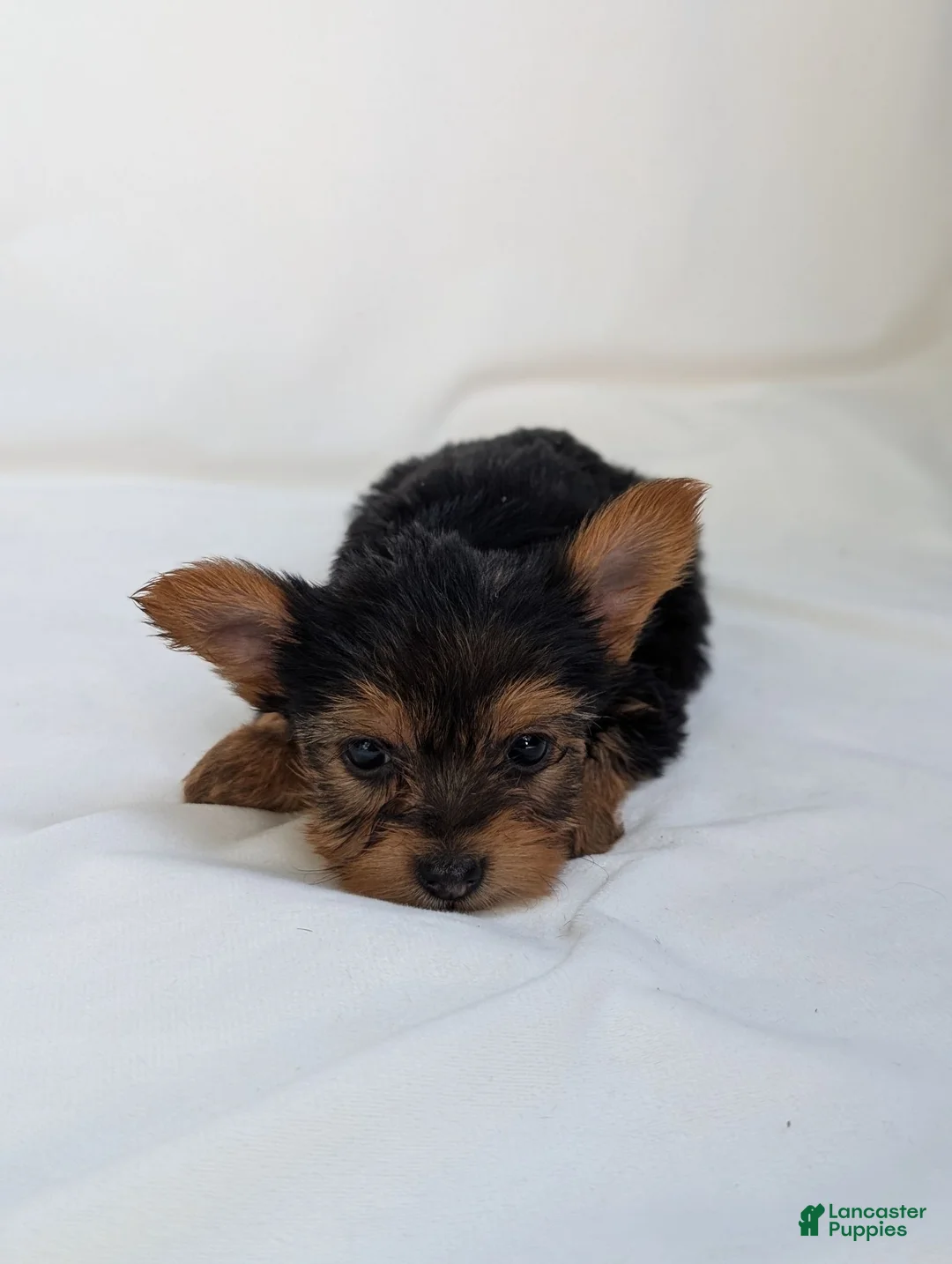 Yorkshire Terrier dogs for sale: Charlie  - Ad 5