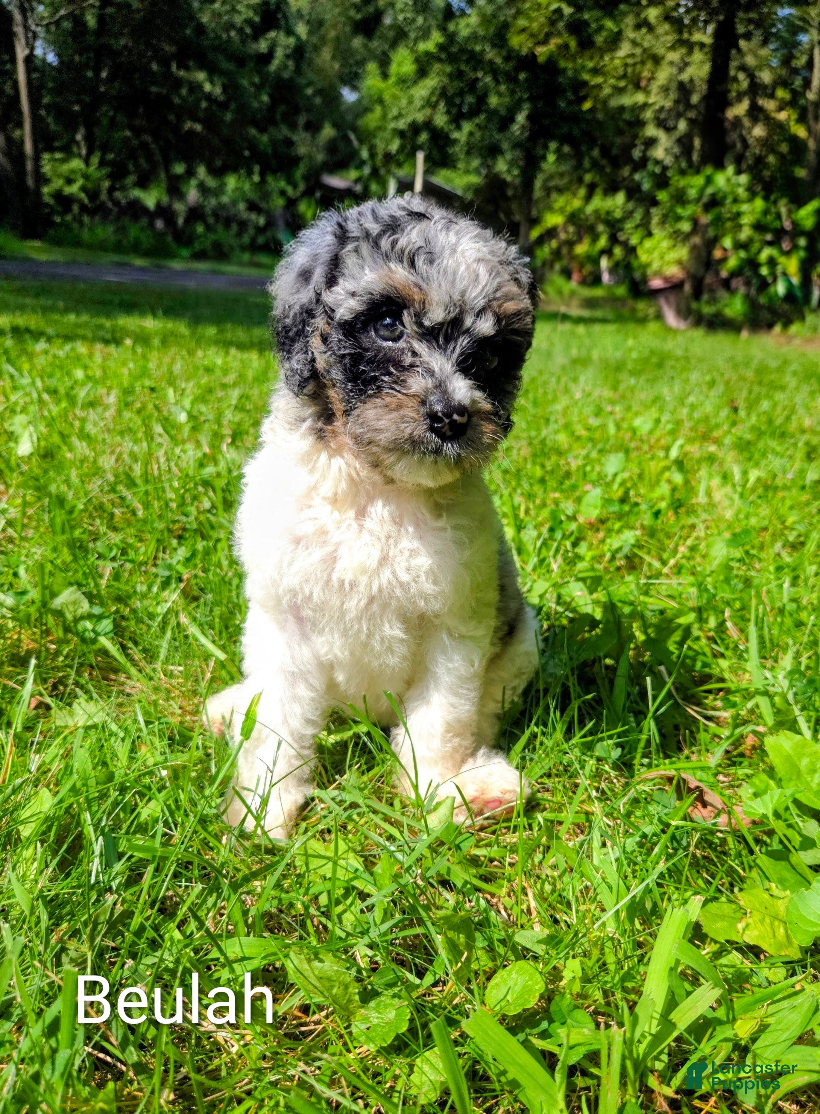 Mini Bernedoodle dogs Beulah - Ad 2