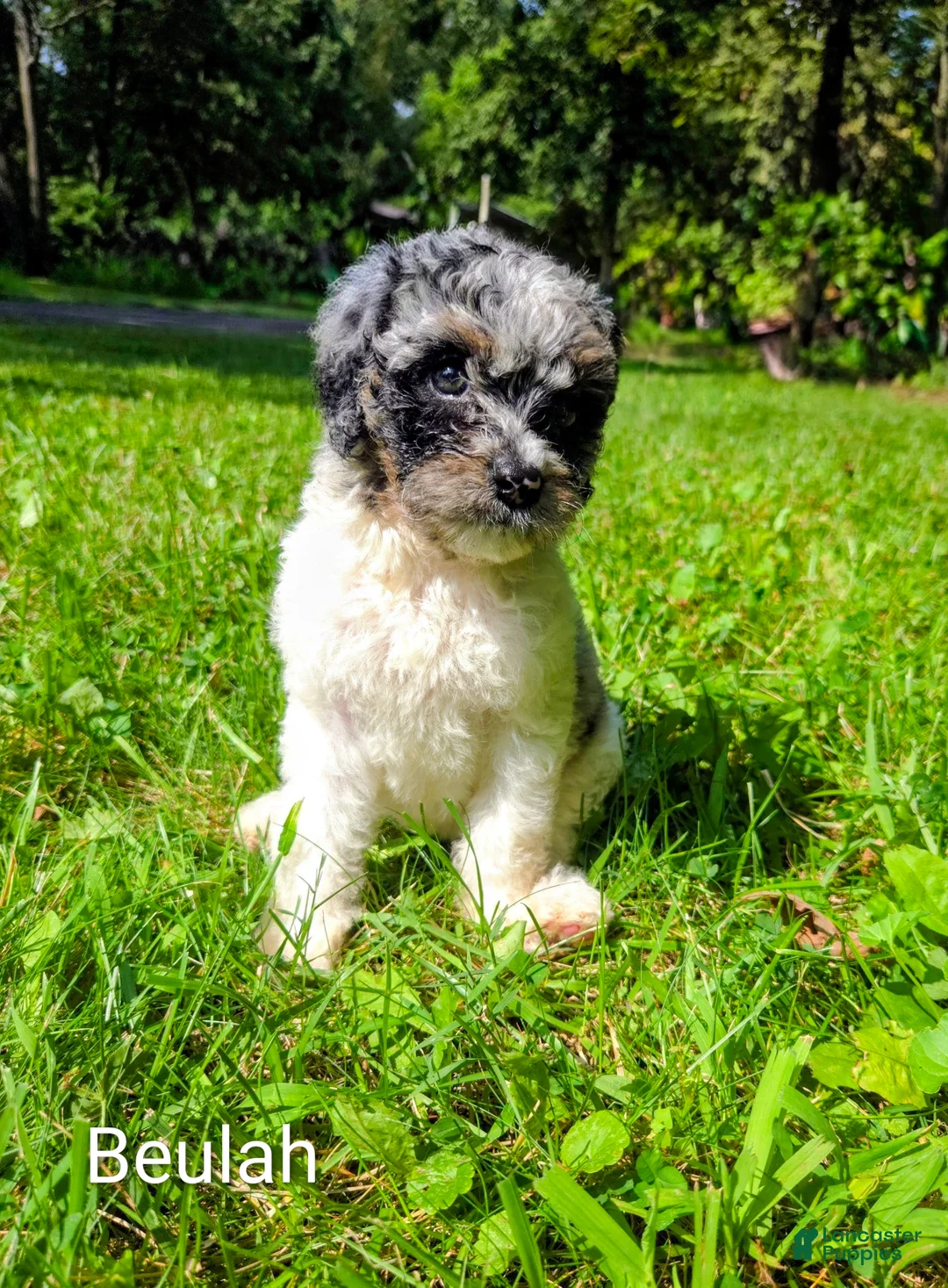 Mini Bernedoodle dogs for sale: Beulah - Ad 2