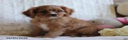 Cavalier King Charles Spaniel dogs for sale: Oscar - Ad 4