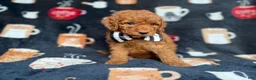 Cockapoo dogs for sale: Maverick - Ad 4