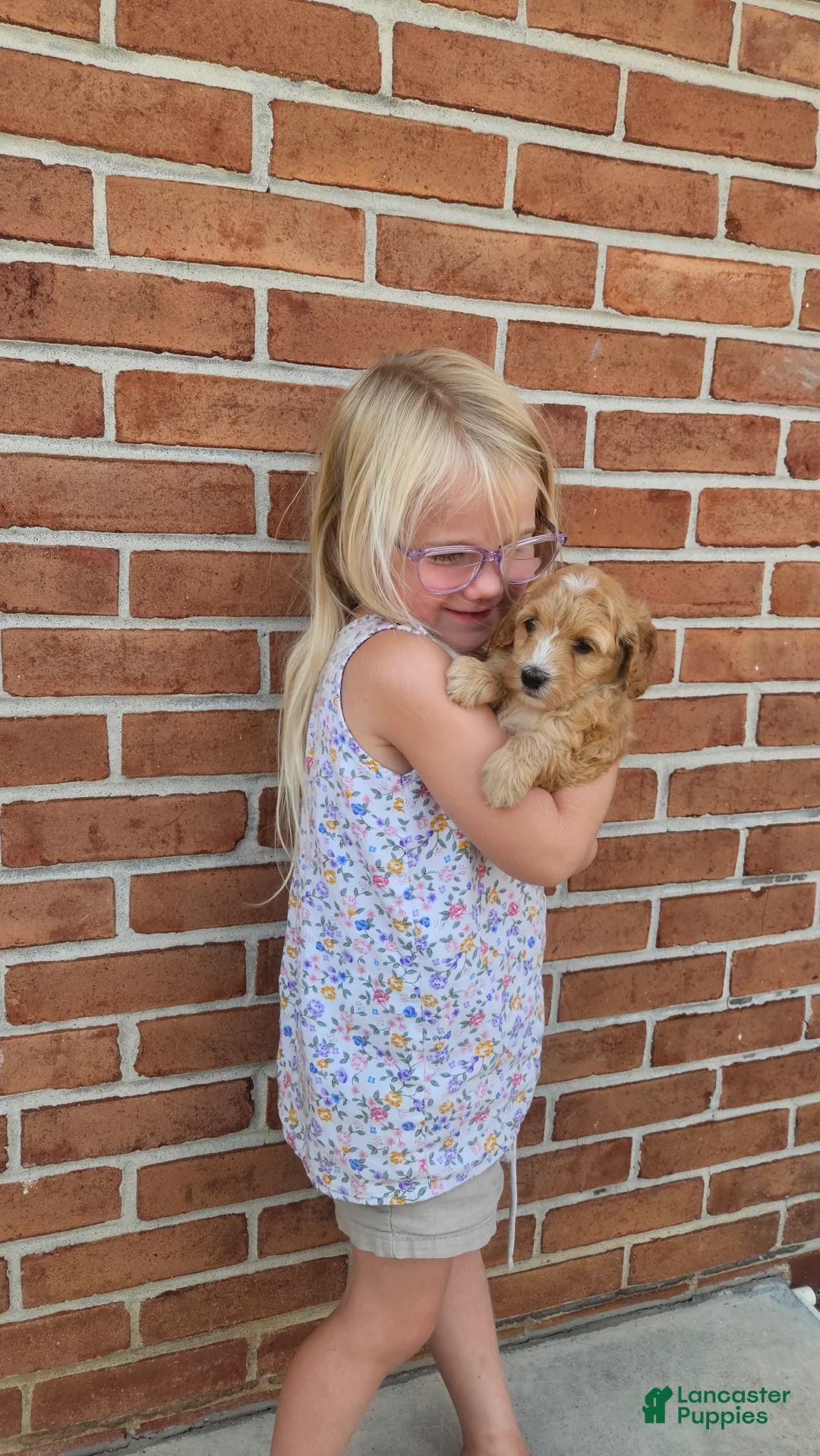 Mini Goldendoodle dogs for sale: Peach - Ad 1