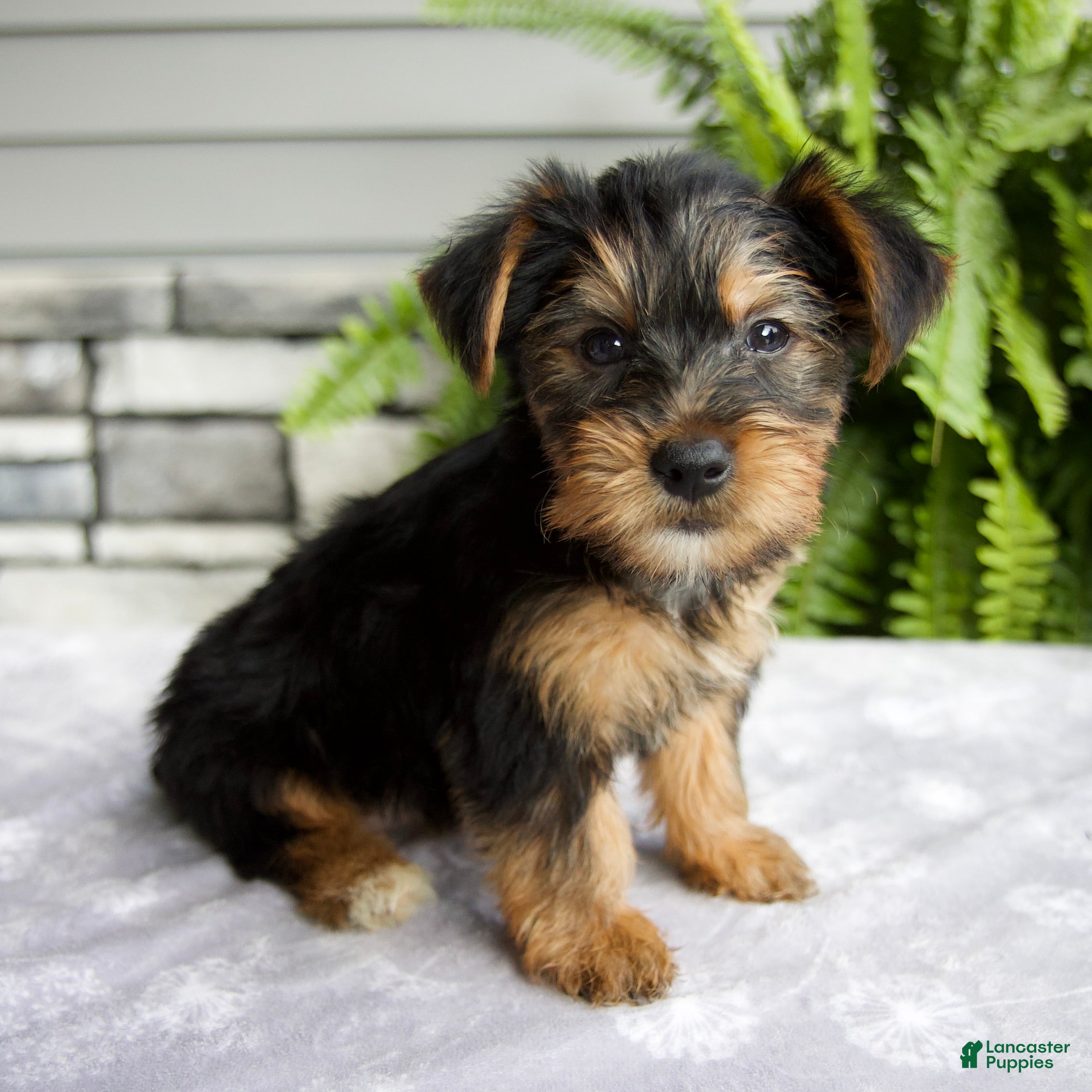 Yorkshire Terrier dogs Kelsey - Ad 1