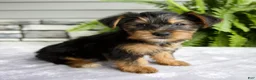 Yorkshire Terrier dogs for sale: Kelsey - Ad 1
