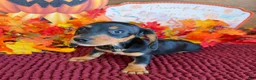 Miniature Dachshund dogs for sale: Chaps - Ad 2