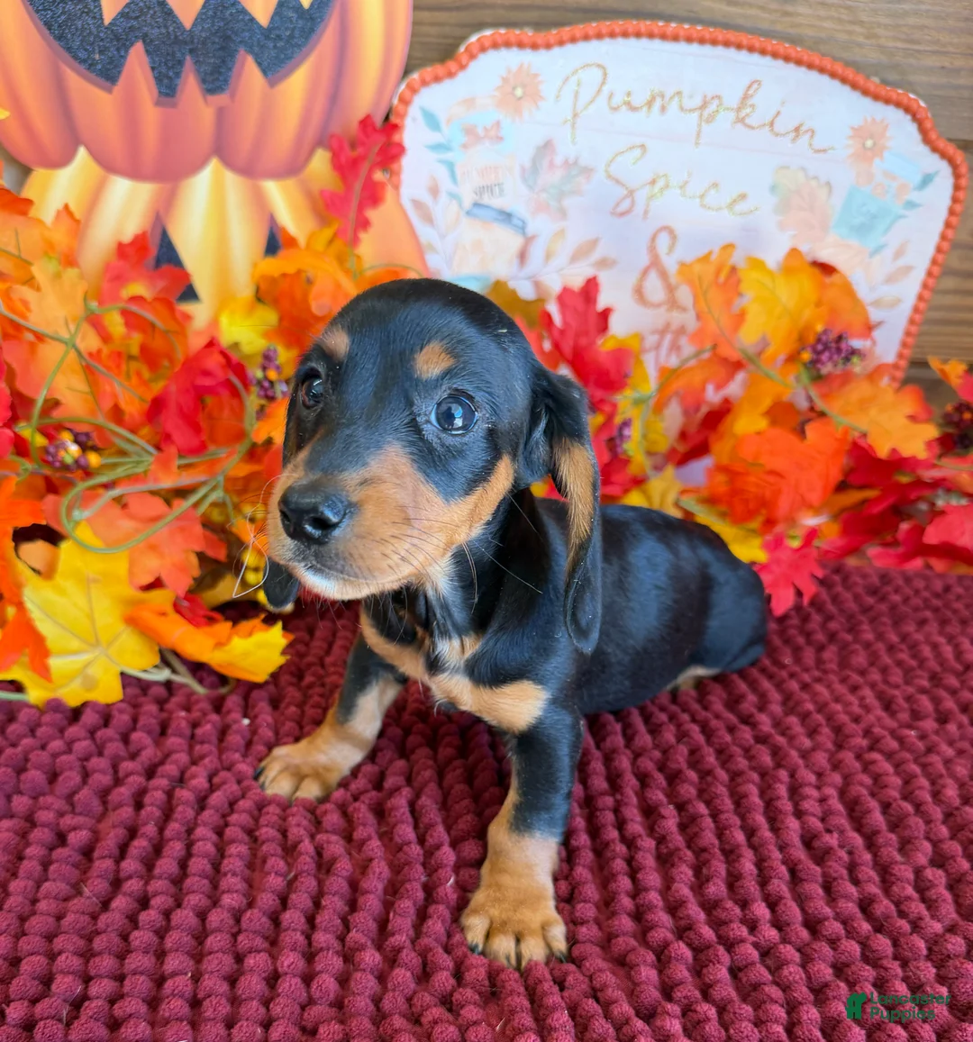 Miniature Dachshund dogs for sale: Chaps - Ad 2