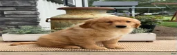 Golden Retriever dogs for sale: Ginny - Ad 3