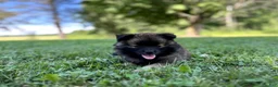 Pomeranian dogs for sale: Terry - Ad 4