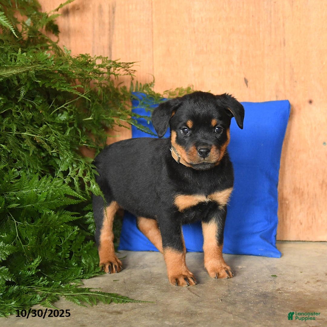 Rottweiler dogs for sale: Autumn - Ad 4
