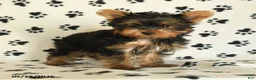 Yorkshire Terrier dogs for sale: Shelby - Ad 5