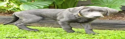 Labrador Retriever dogs for sale: Haven - Ad 4