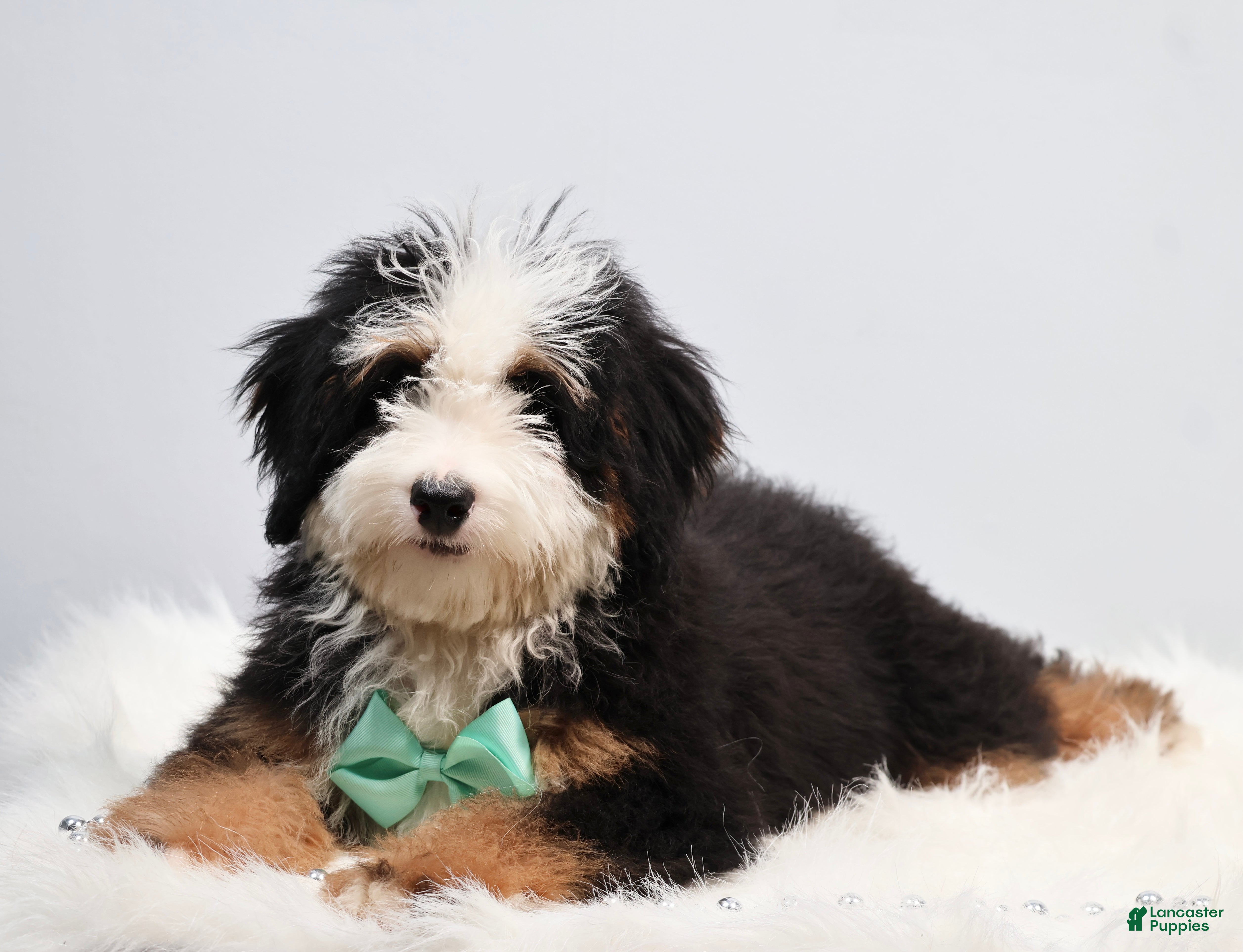 Mini Bernedoodle dogs Dawson - Ad 2