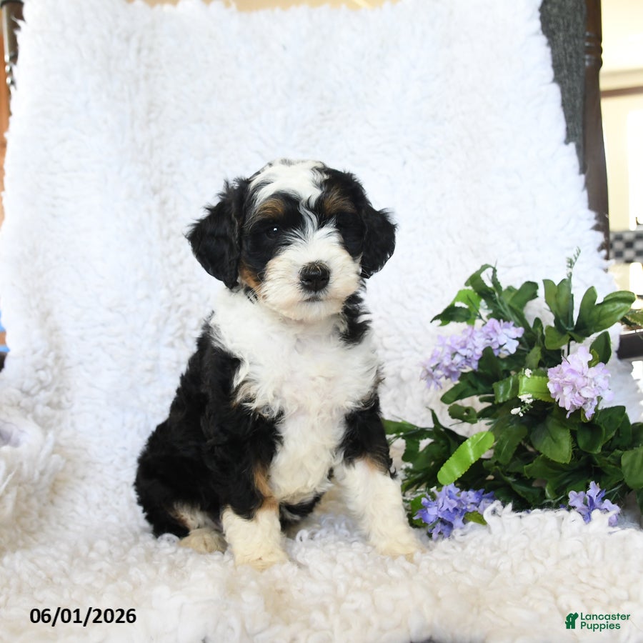 Mini Bernedoodle dogs for sale: Fiona - Ad 2
