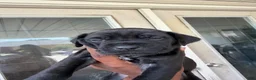 Cane Corso dogs for sale: Cane Corso Puppy 5 - Ad 50
