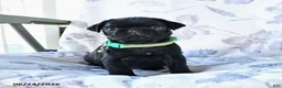 Pug dogs for sale: Mike - Ad 4