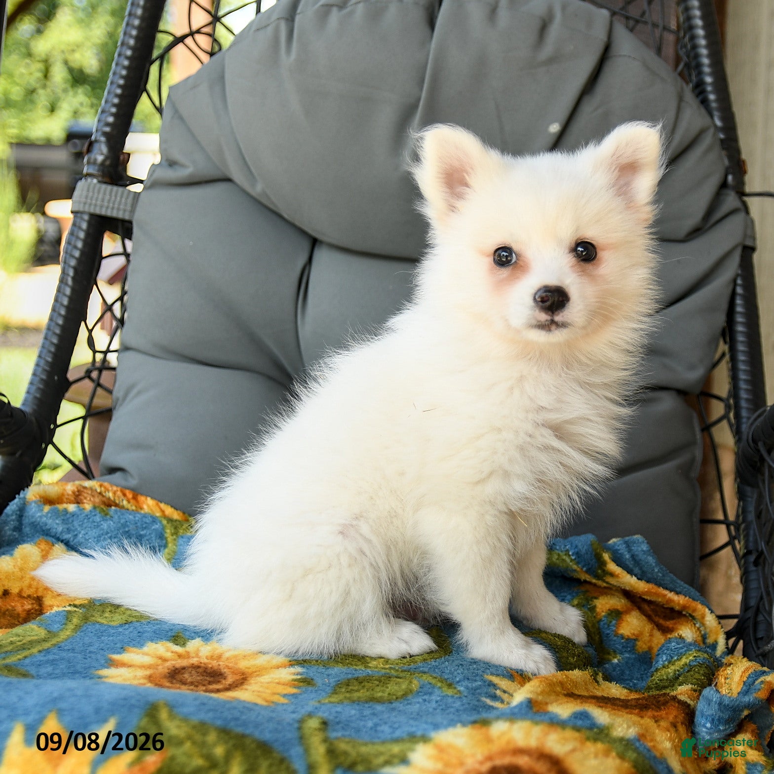 American Eskimo dogs Frances - Ad 1