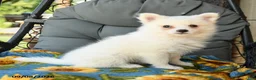 American Eskimo dogs for sale: Frances - Ad 1