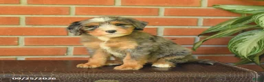 Brenda