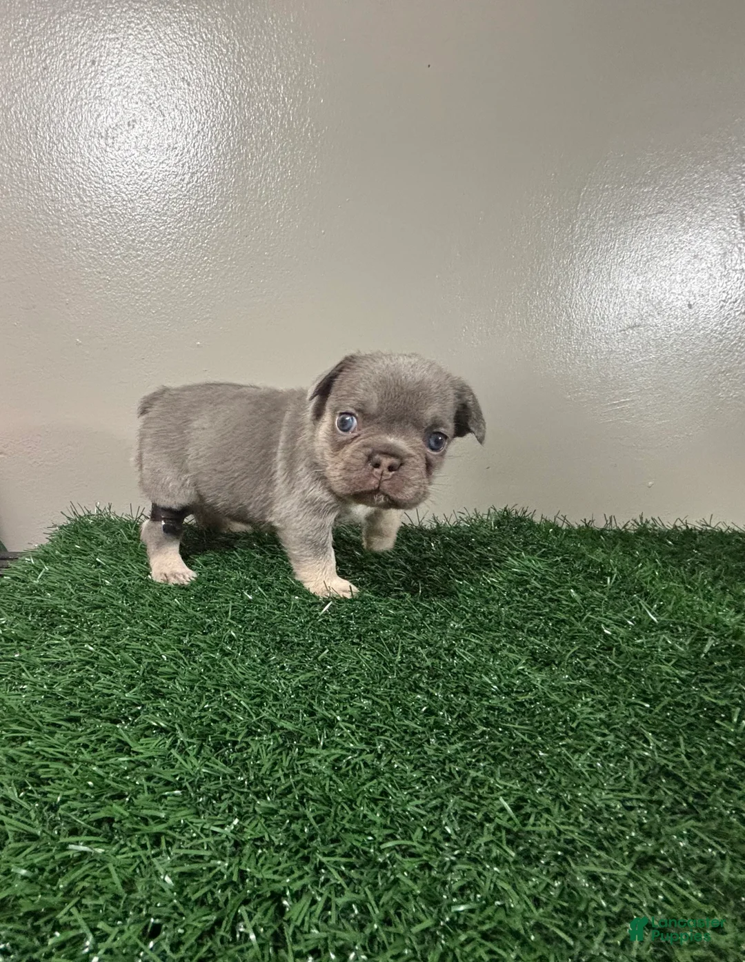 French Bulldog dogs for sale: Sissy - Ad 4