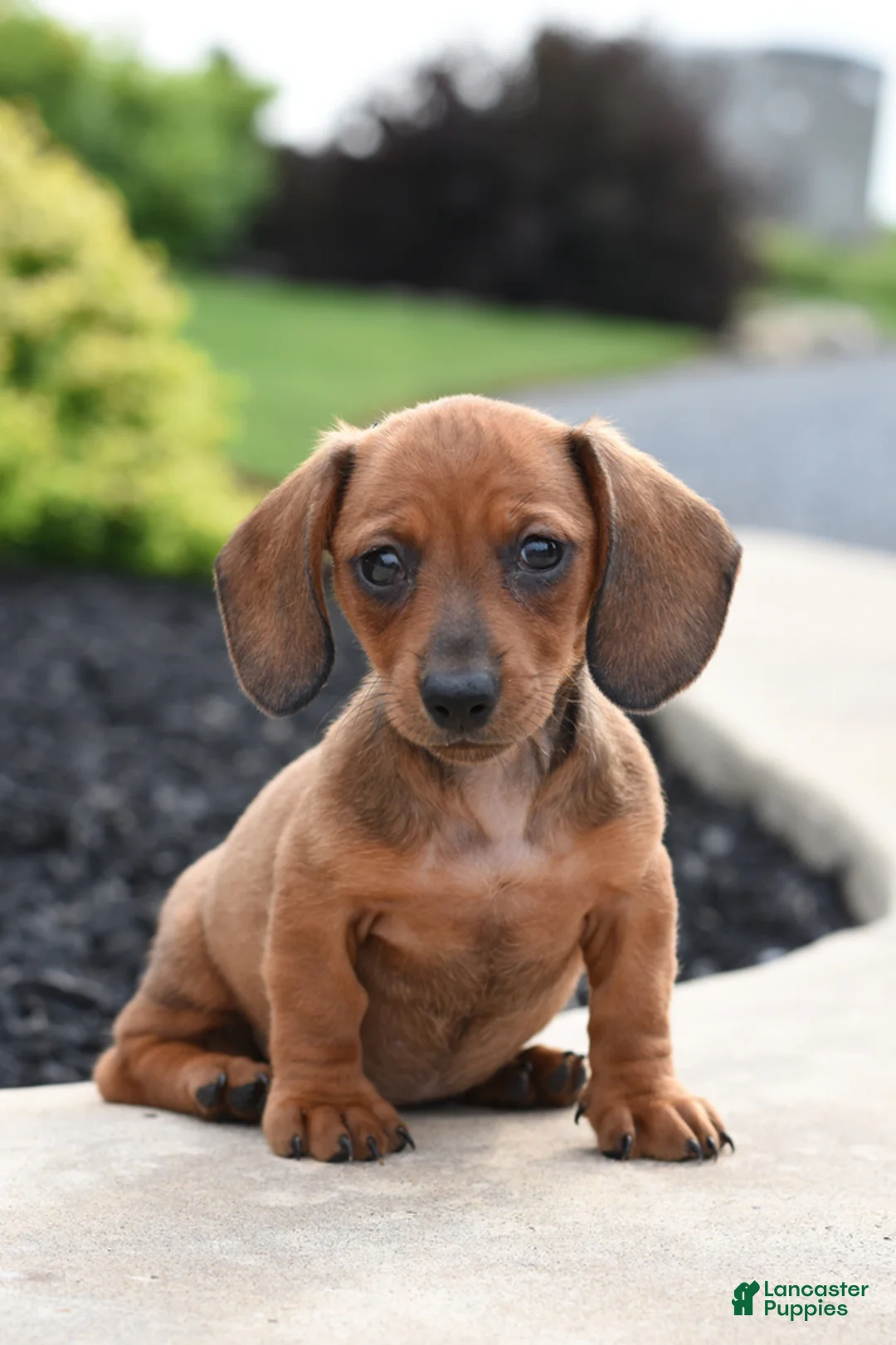 Miniature Dachshund dogs for sale: Yuri - Ad 1