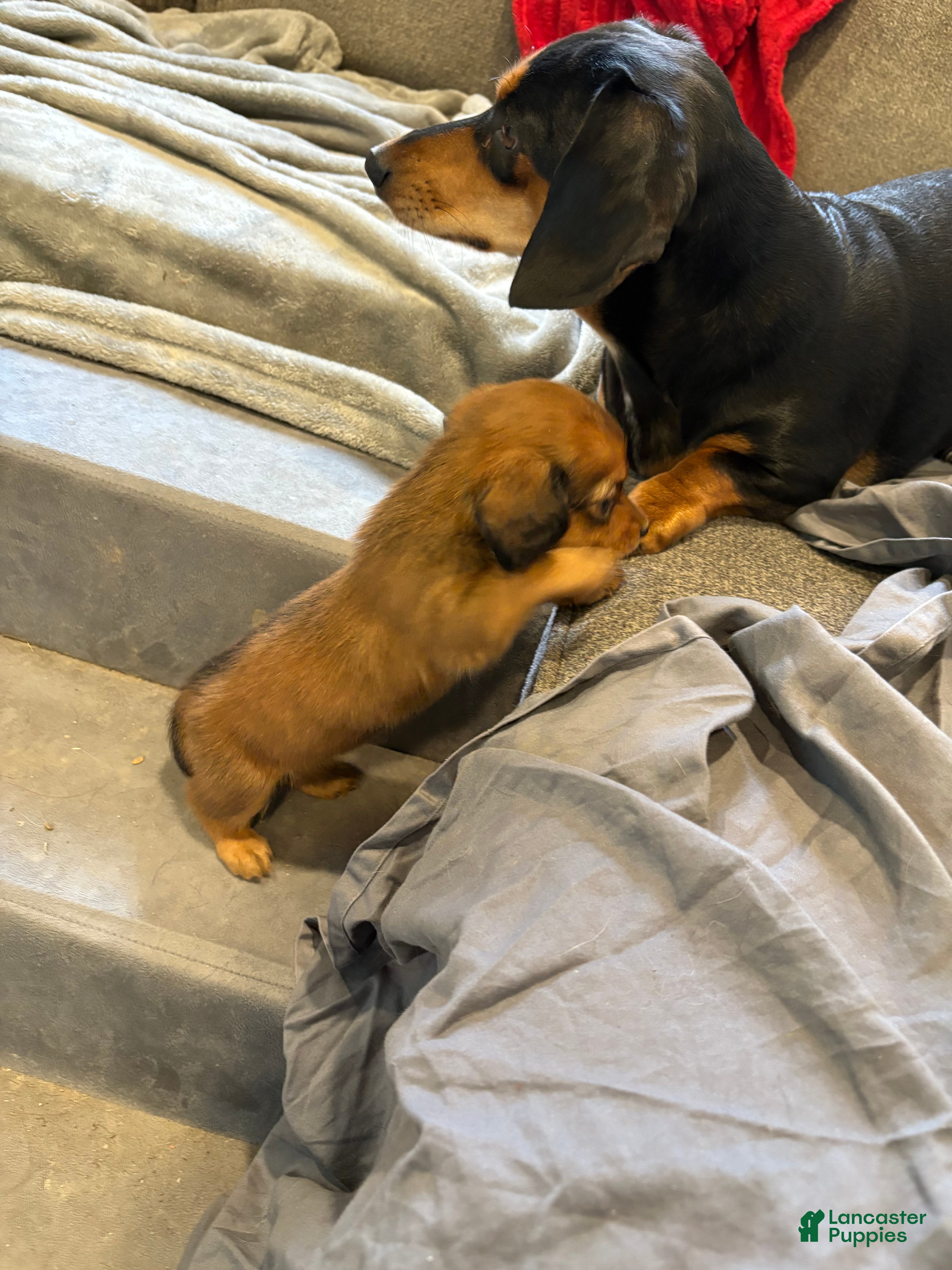 Dachshund dogs Dachshund Puppy 3 - Ad 5